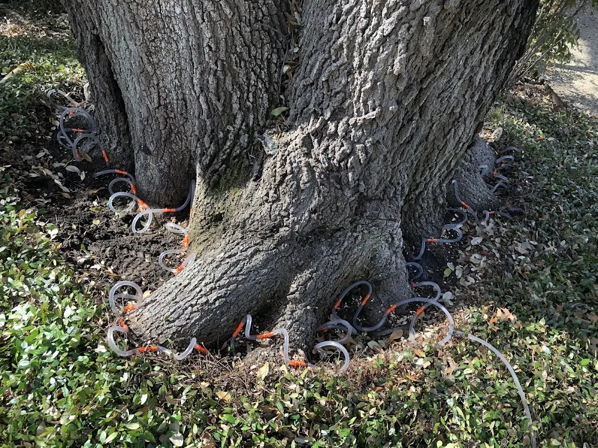 Detailed Tree Cabling and Bracing job site in Corona