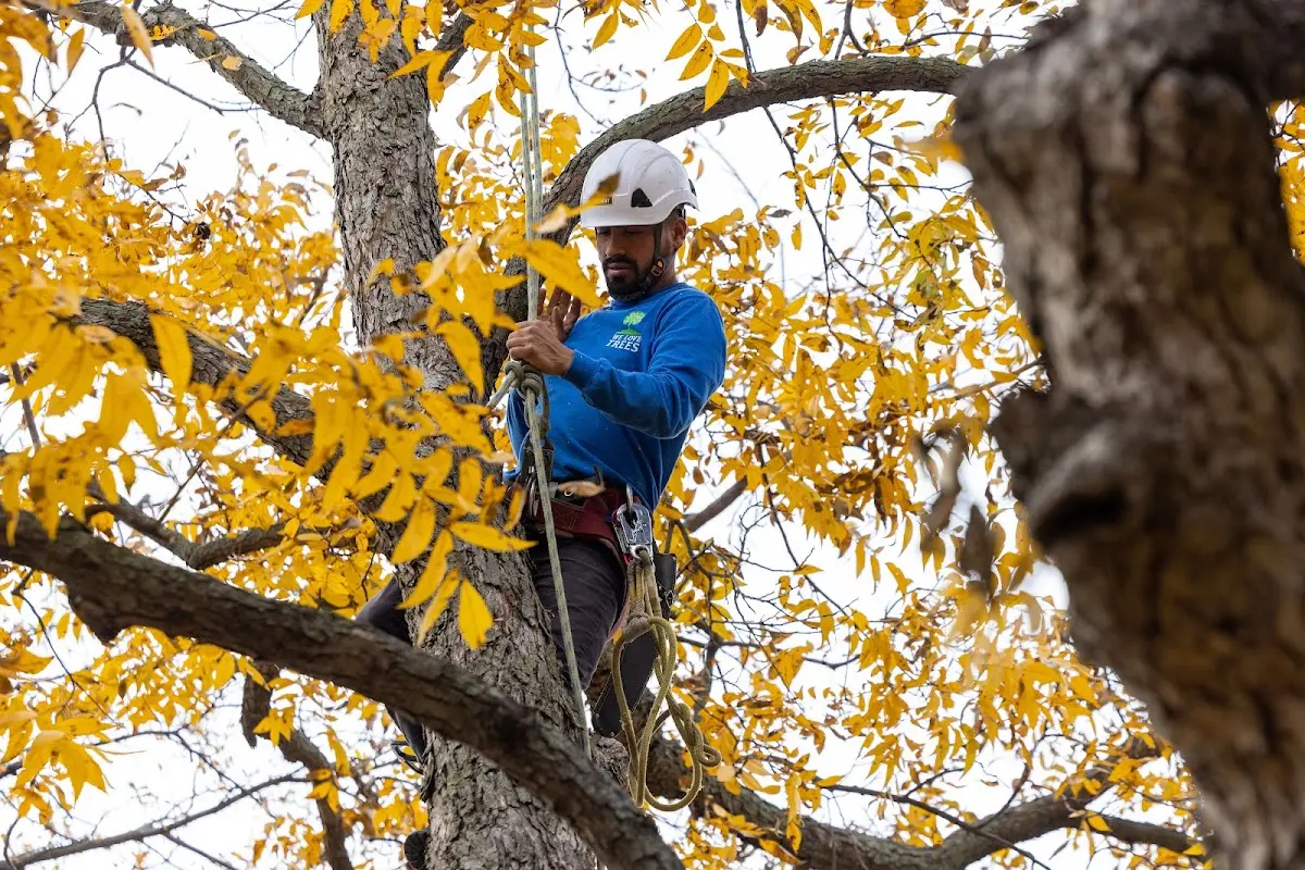 Skilled Tree Planting crew working in Corona