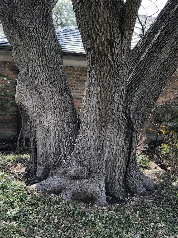 Mature heritage tree close to a Corona property cared for by certified arborists