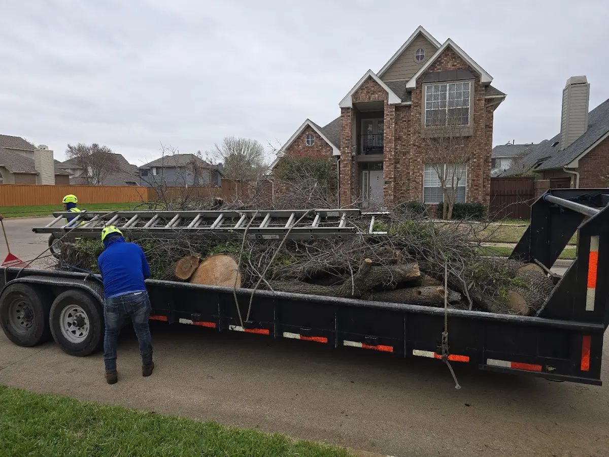 Expert Tree Fertilization with proper safety equipment in Corona